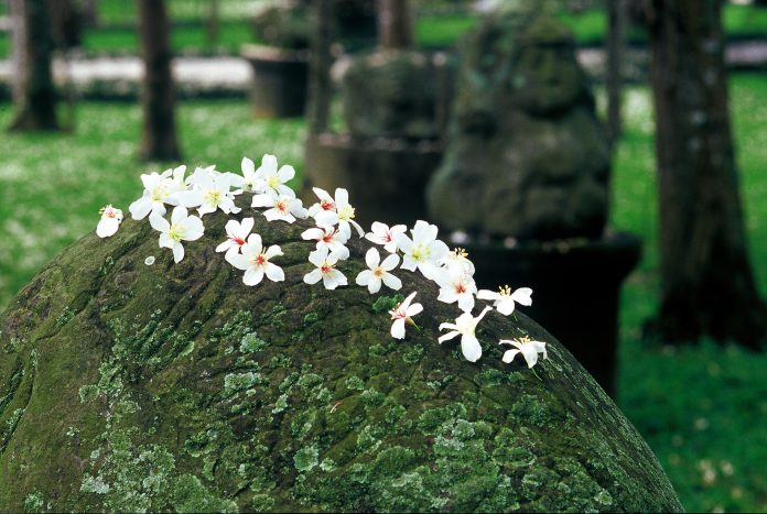 ▲油桐花又被稱為四月雪｜”April Snow” refers to the tung blossoms. （Courtesy of New Era Art Resort & SPA）