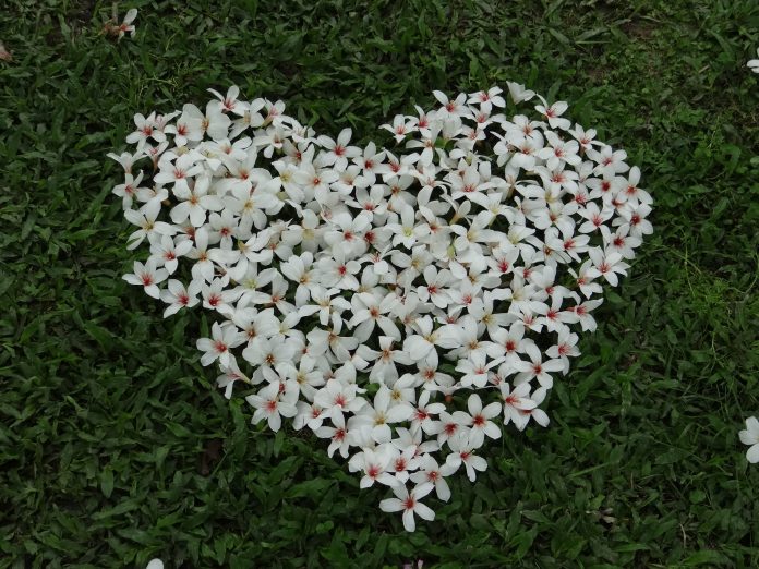 ▲將桐花排成浪漫小愛心別有一番情趣 | Heart shaped white flowers （Courtesy of New Era Art Resort & SPA）