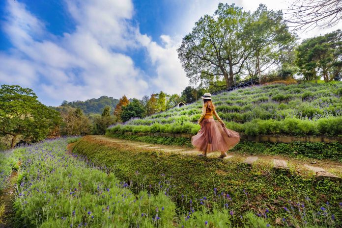 ▲漫步紫色花田享受芬芳｜Tourists can stroll through the lavender fields while bathing in the sun with the earthy floral scents.（Courtesy of molly888666）