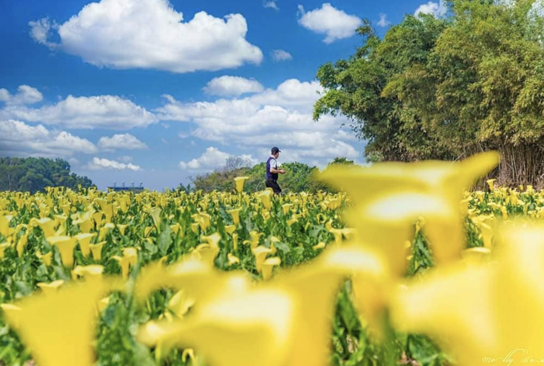 ▲台中外埔金黃海芋｜Calla lilies blooming in central Taiwan（Courtesy of IG: molly888666)