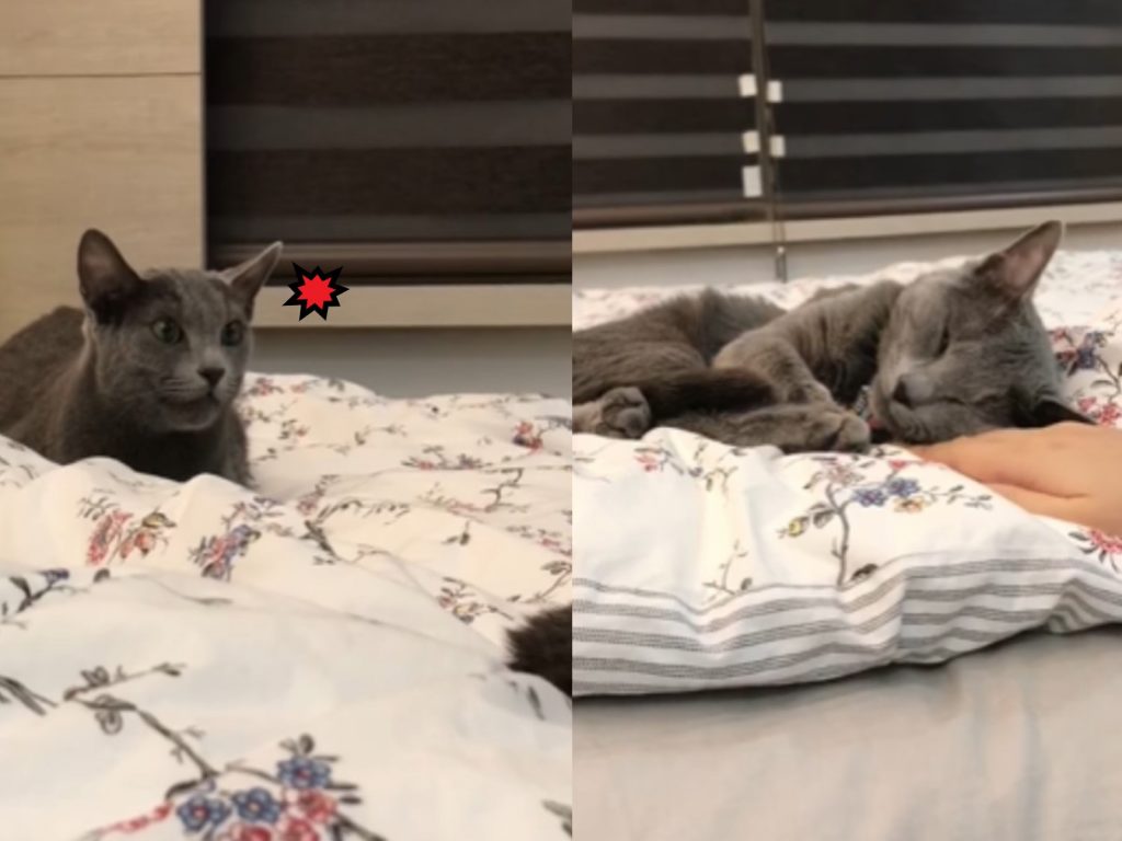 作客貓咪竟在主人家睡翻，讓主人貓氣得敢怒不敢言（圖／IG@gumi__desu授權提供）