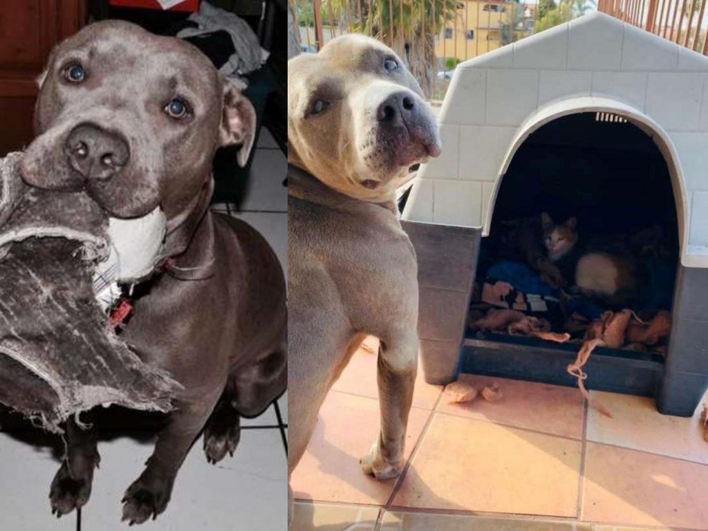 （驕傲）把拔你看偶有沒有棒棒！（圖／Juan José P. Flores） 