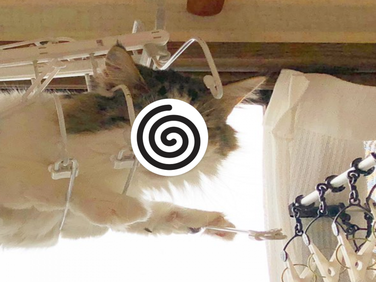 日本推主的貓咪爬到衣架上（圖／twitter@maimero517）