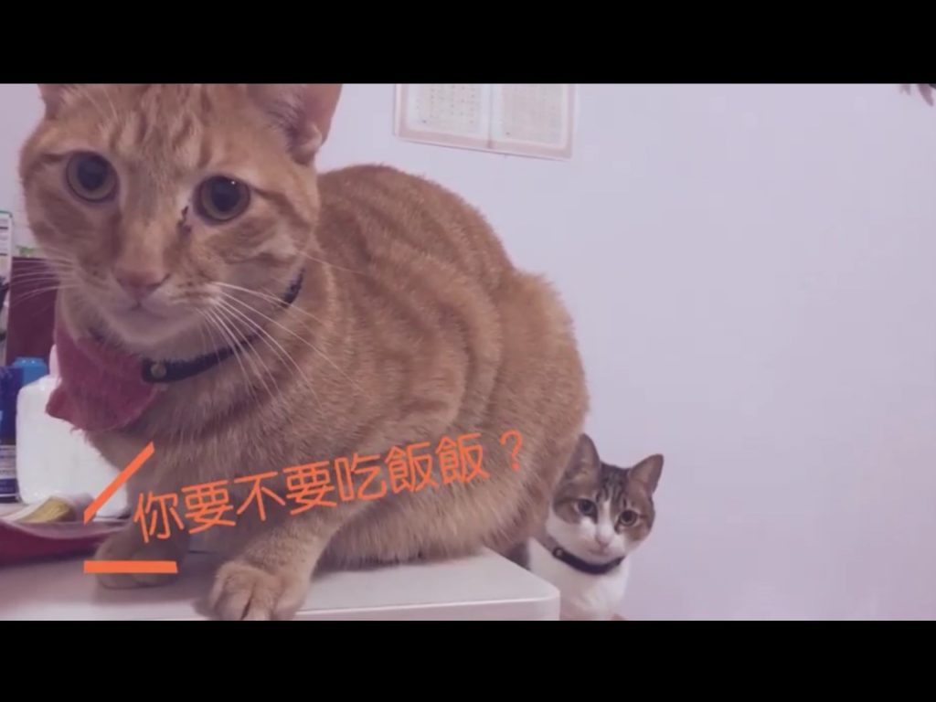 橘貓小布丁聽見吃飯就會反應很大（圖／FB@喵嗚小餅乾&原味小布丁授權提供）