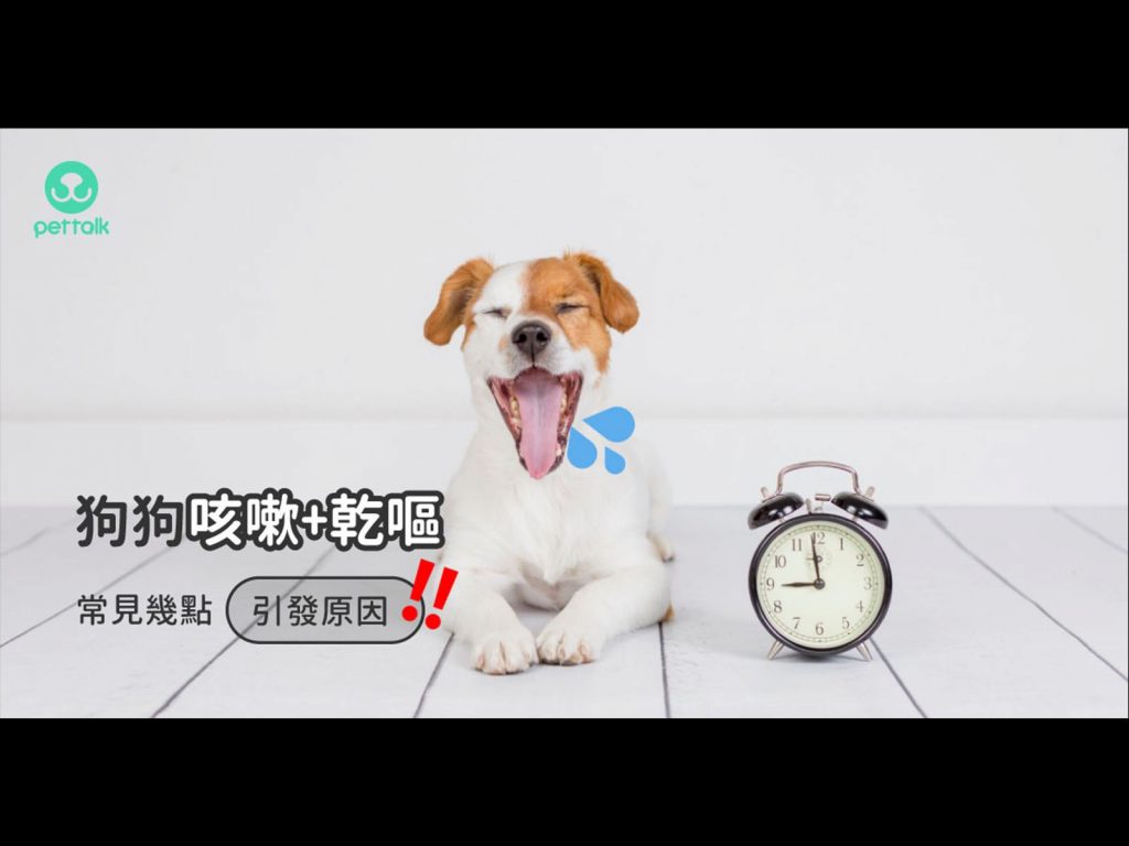 我家狗狗常常咳嗽加乾嘔是什麼原因 專業獸醫 王文秀 寵毛網 Nownews今日新聞