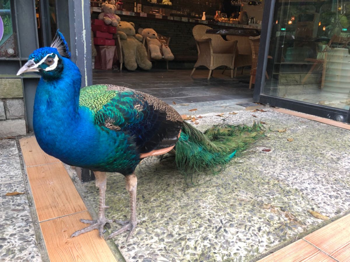 ▲歷劫歸來的孔雀。（圖／大坑休閒農場提供）