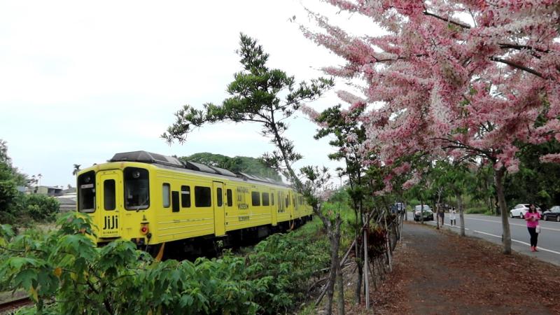<br> ▲賞花秘境就在152縣道路旁，一旁就是集集小火車的鐵道，常有黃色石虎列車相互輝映。（圖／記者陳雅芳攝，2020.04.05）
