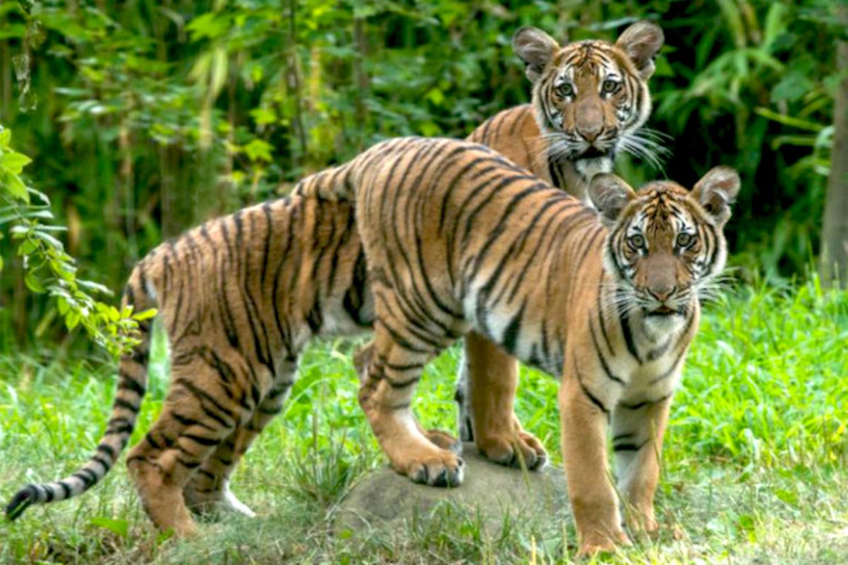 ▲確診的娜迪亞（ Nadia ）和她的姐妹阿祖爾（ Azul ）。（圖／翻攝自紐約郵報）
