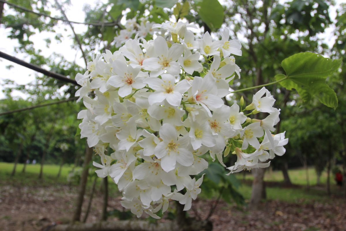 ▲雲林古坑鄉桐花公園正盛開。（圖／記者簡勇鵬攝，2020.04.07）