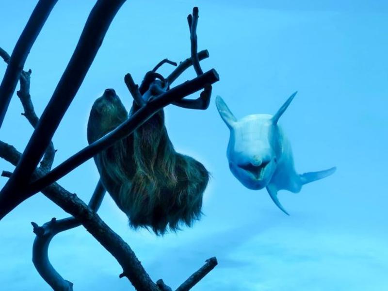 開放淡定樹懶在水族館四處睡　好奇海豚「嗨翻」打招呼！
