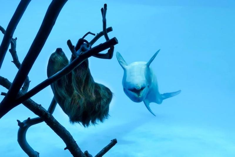 開放淡定樹懶在水族館四處睡　好奇海豚「嗨翻」打招呼：你素隨？ 動物奇觀 寵鮮聞
