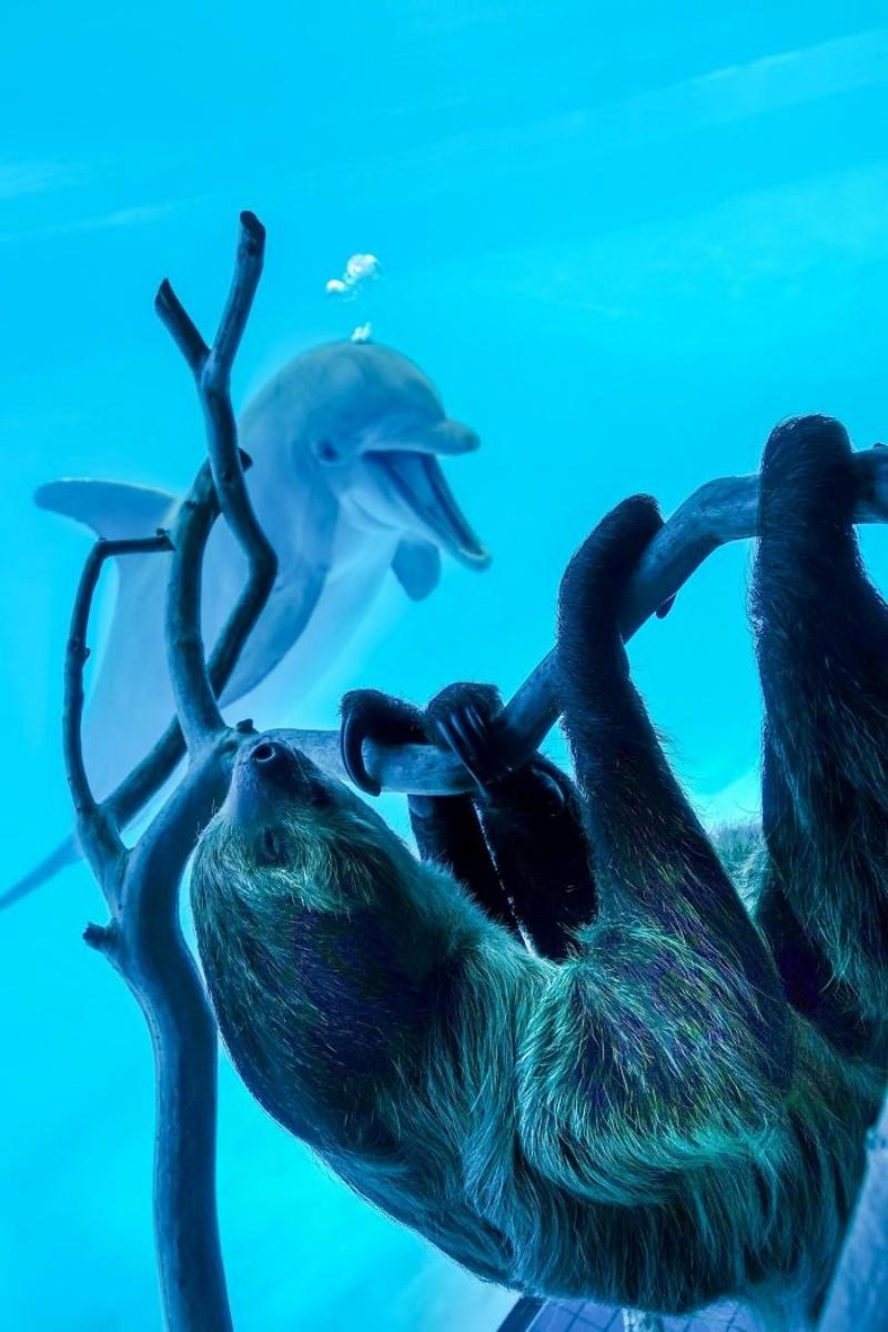 開放淡定樹懶在水族館四處睡　好奇海豚「嗨翻」打招呼：你素隨？ 動物奇觀 寵鮮聞