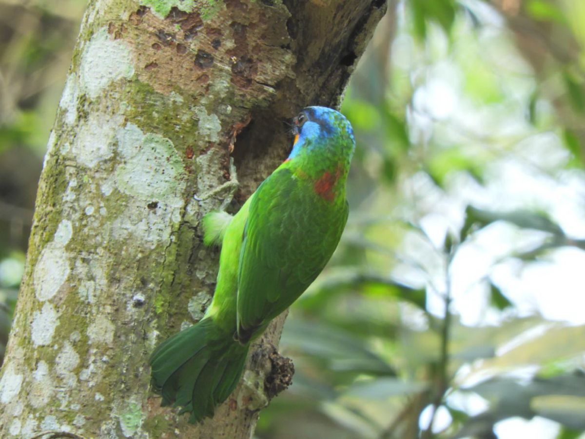 ▲五色鳥林內現蹤。（圖/高銘杉提供）