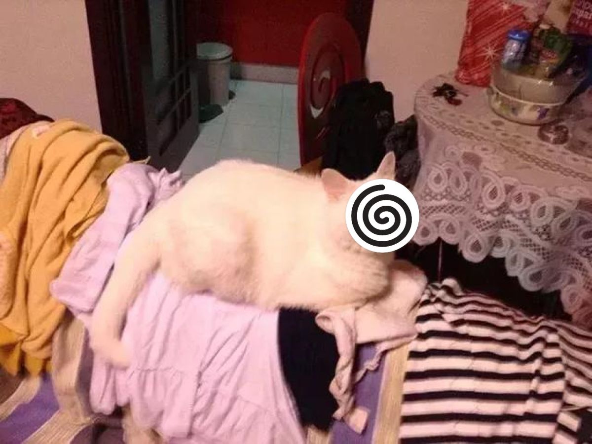 不小心把「貓梗圖」當論文寄給教授男驚：居然拿滿分！ | 新奇| NOWnews今日新聞