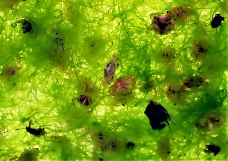 澎沙蟹放養技術大突破　馬尾藻床成小幼蟹「子宮」
