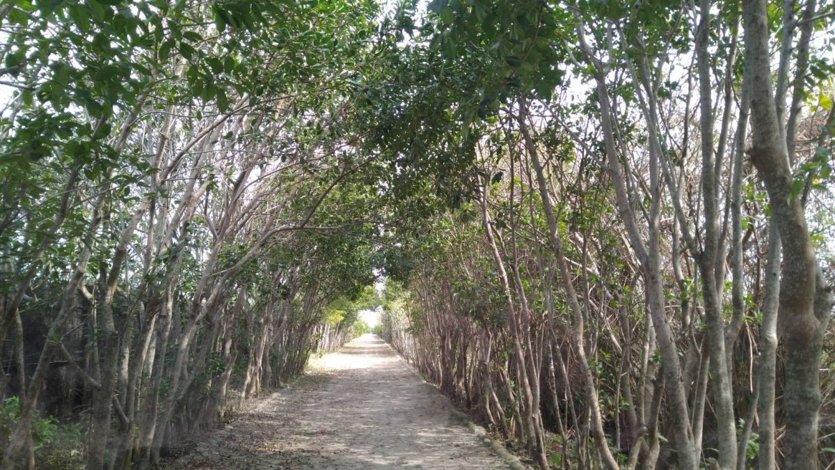 ▲在溫暖、舒適的五月天，嘉義林管處邀您來到鰲鼓濕地騎車、植樹，享受清新美好生態小旅行。（圖/嘉義林管處提供，2020.04.10）