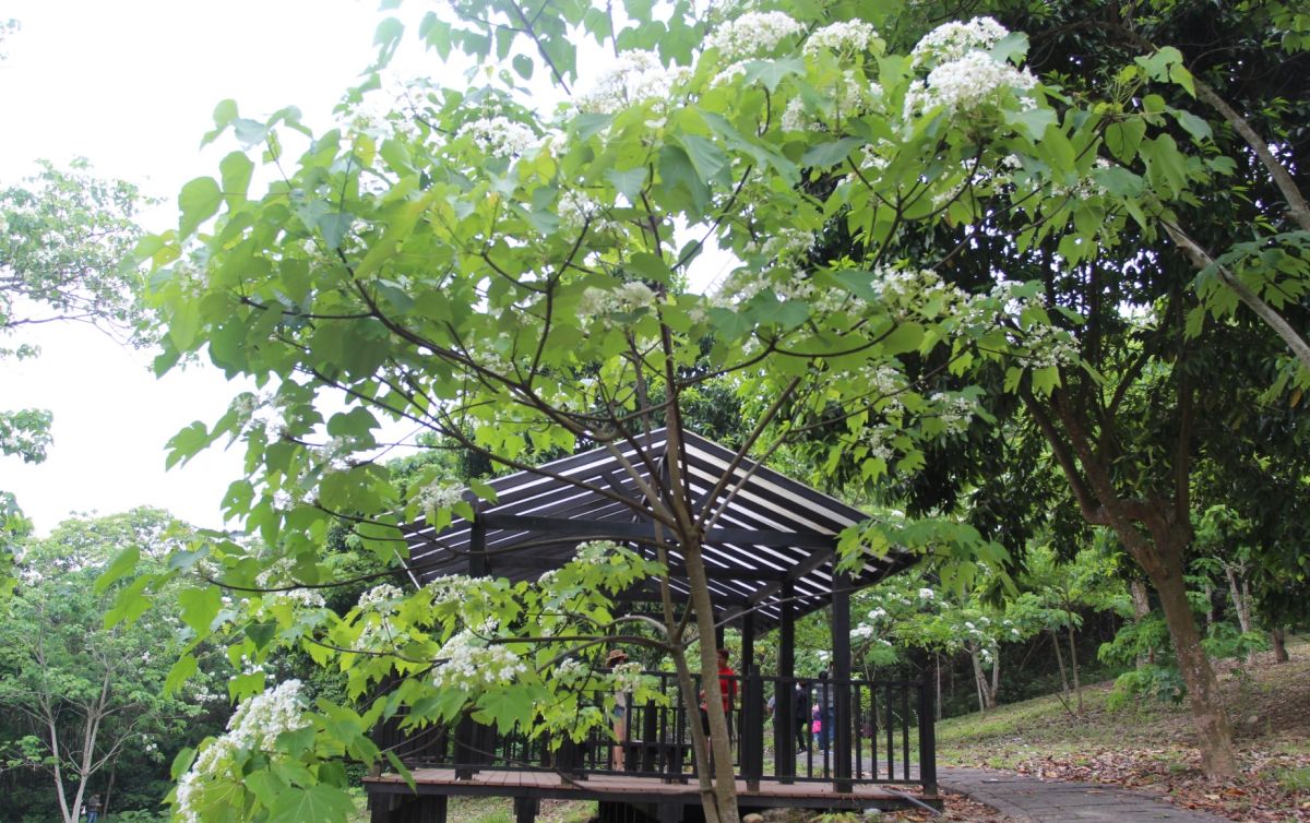 ▲古坑荷苞桐花公園的桐花盛開，白色花朵隨風飄落景象猶如四月雪相當漂亮。（圖／記者簡勇鵬攝，2020.04.10）