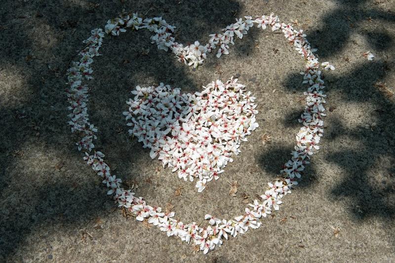 ▲嘉義市圓林仔社區雪白的油桐花組成美麗心形圖樣。（圖／嘉義市政府提供，2020,04.11）