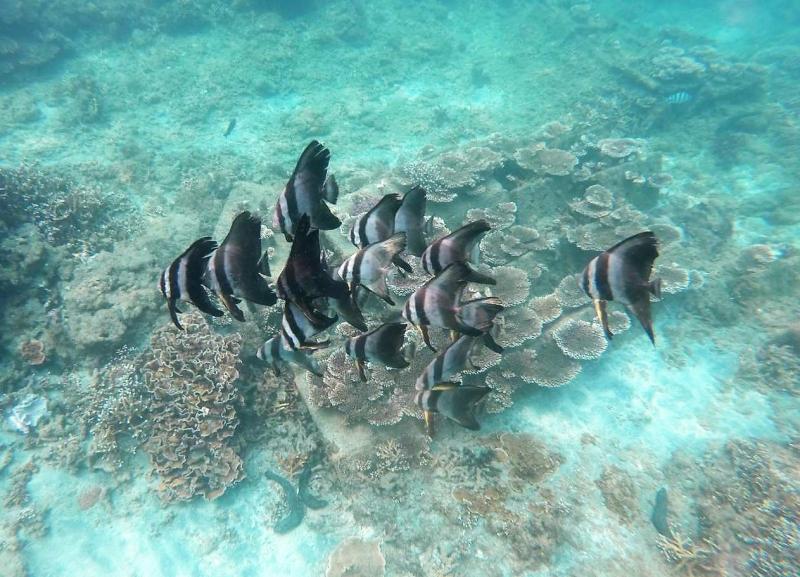 放流燕魚寵兒　澎海洋花園每年「吸金」2,250萬元
