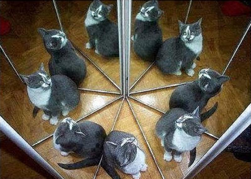 ▲從圖片中看到幾隻貓咪呢？答案將測出你的「個性本質」。（圖／翻攝自美日誌）