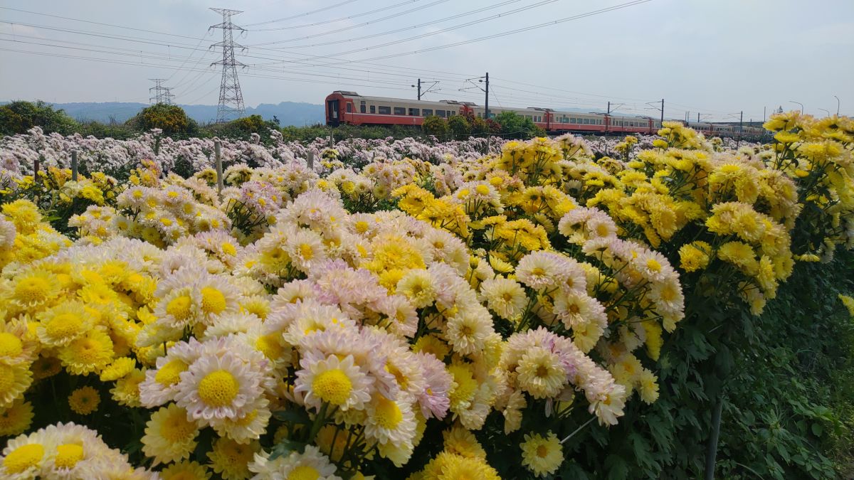 ▲社頭鄉雙義路平交道附近一處菊花田，花開蓬鬆模樣療癒，一旁還有火車經過，成為鐵道賞花祕境。（圖／記者陳雅芳攝，2020.04.12）