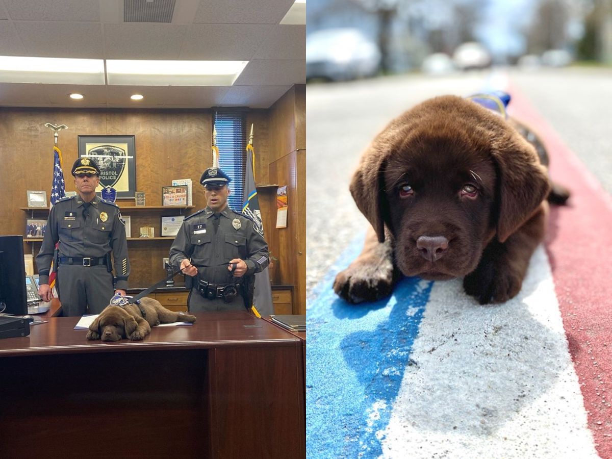 打從被放上桌子的那一刻，布洛迪就睡到底，全程由警員基斯幫牠完成宣誓。（圖／IG@bpdk9brody）