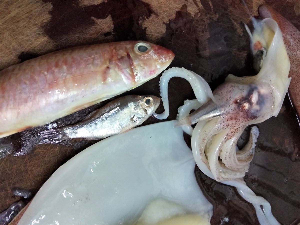 ▲澎湖民眾在臉書PO「另類開箱文」，指在新鮮小管肚子內找到3隻完整的「紅魚仔」，下方留言的朋友打趣說這下子「虧大了」。（圖／徐姓網友提供）