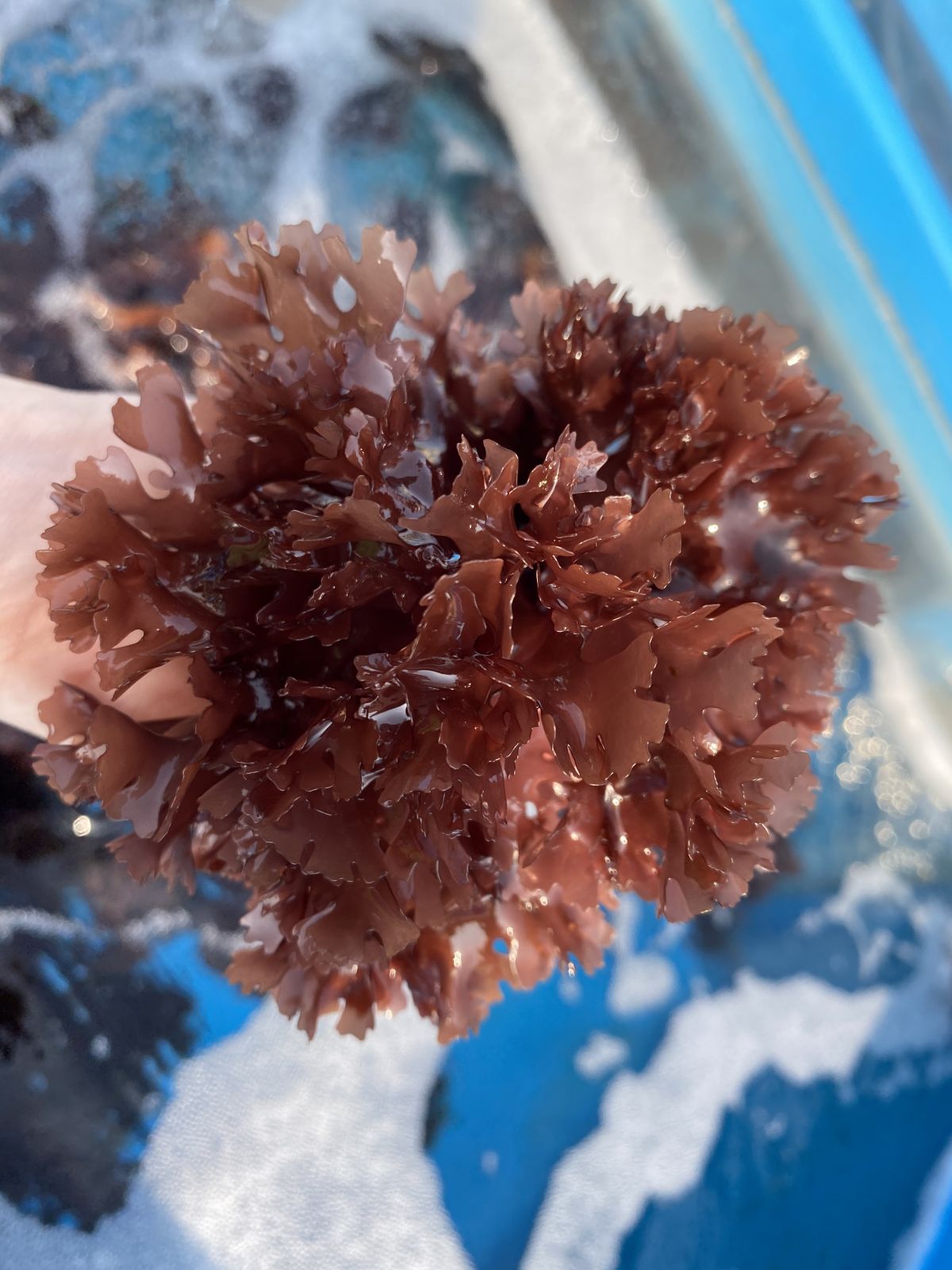 ▲金門縣水產試驗所自產海木耳，新鮮上市。（圖／金門水試所提供）