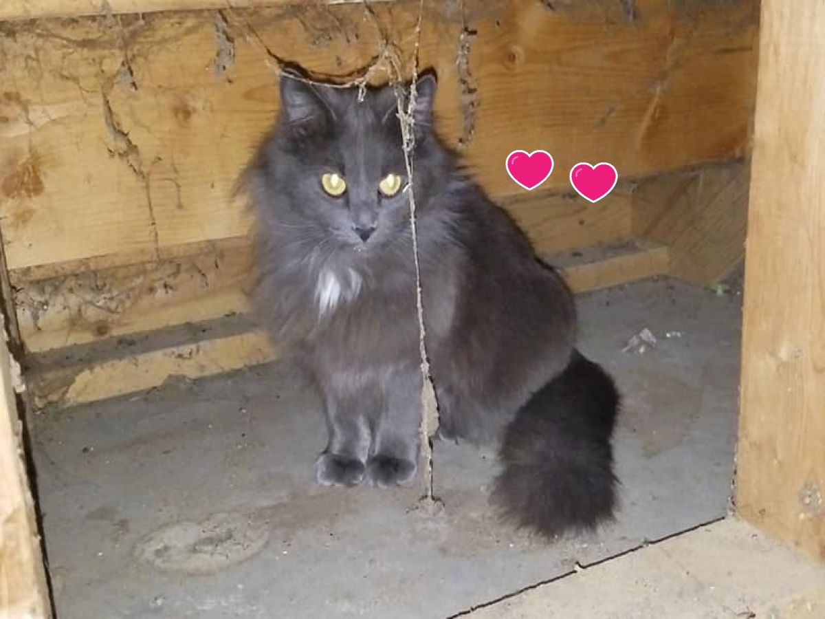 一隻陌生黑貓跑到女子家陽台下（圖／FB@Eva Wiedeman）