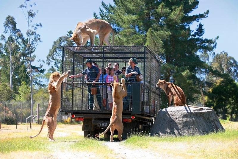 <br> Orana Wildlife Park為一開放式動物園，允許遊客和動物做接觸、互動，其中有400隻動物，先前因特殊的觀光車曾引起熱烈討論。（圖／Facebook@Orana Wildlife Park）