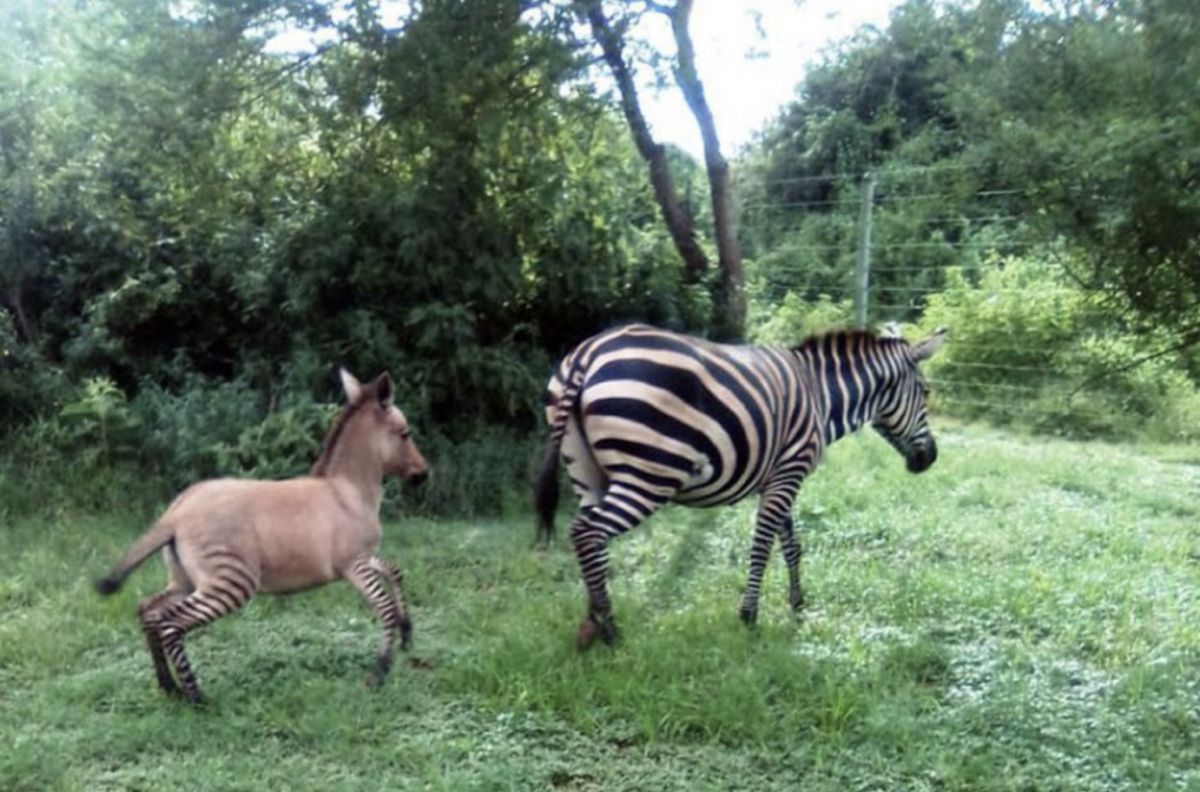 根據CNN報導，肯亞休魯山國家公園近期發現可愛斑驢(圖片翻攝自 David Sheldrick Wildlife Trust）