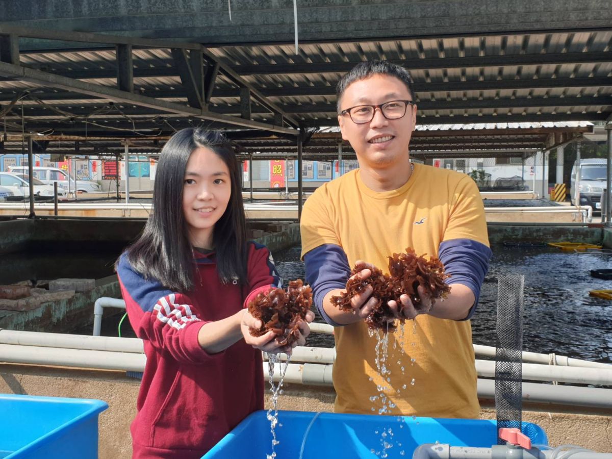 ▲金門縣水試所自行繁殖海木耳，今天上市，5分鐘就被搶購一空。（圖／蔡若喬攝, 2020.04.15）