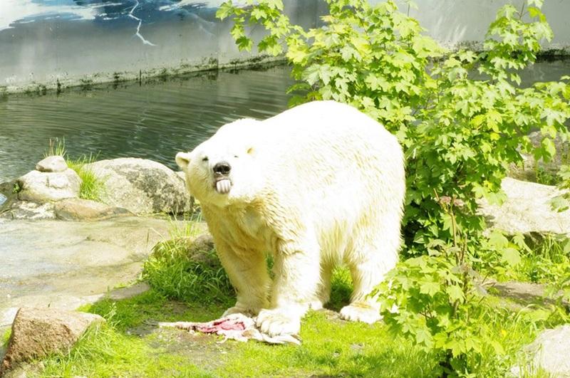 因疫情頓失收入!德動物園列「安樂死名單」 擬將部分動物餵給其他隻