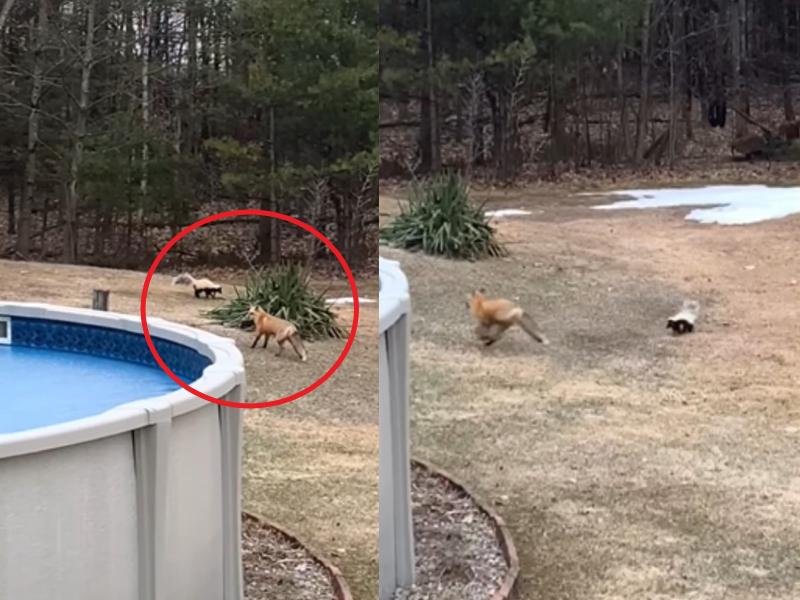 狐狸與臭鼬在人類家院子玩耍　女驚：牠們怎麼會在一起
