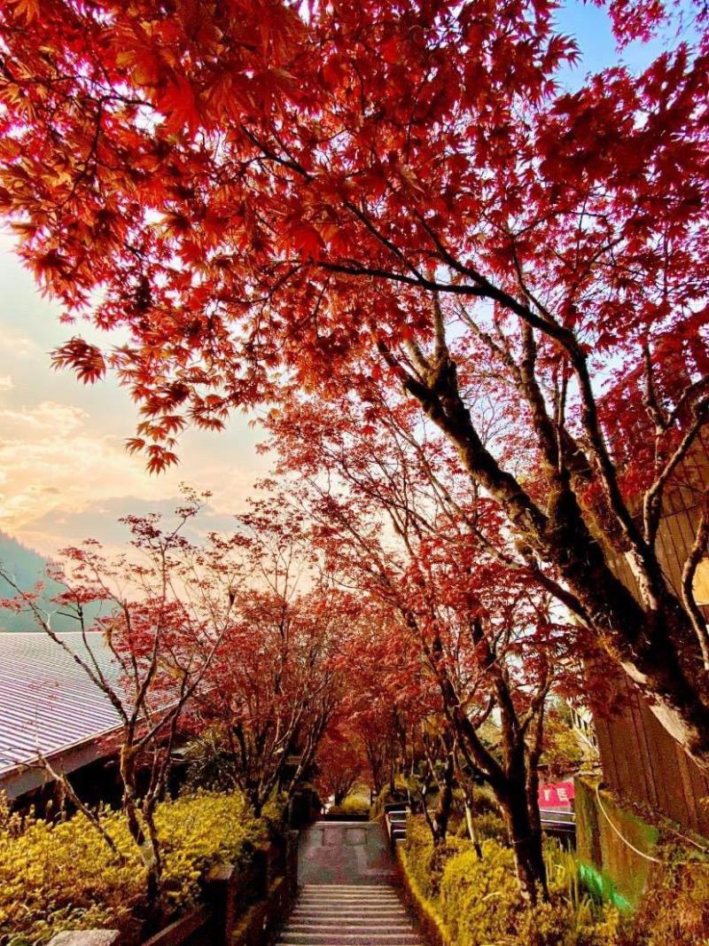 ▲太平山國家森林遊樂區中央階梯兩側的「紫葉槭」，現在紫紅色新葉正綻放。（圖／林務局羅東林管處提供)