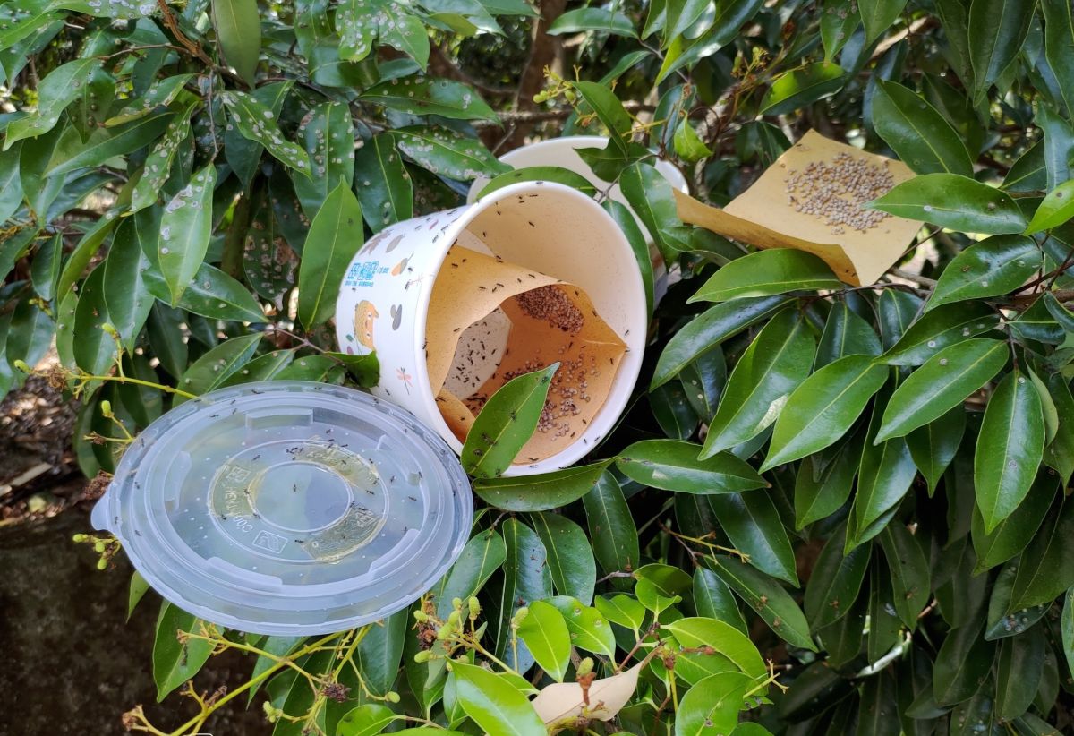 ▲台中市農業局釋放平腹小蜂釋放教學觀摩會，加強農友釋放技術。 (圖／林重鎣翻攝2020.4.17)