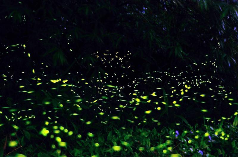 ▲中市大坑生態園區內也逐漸出現螢火蟲的蹤影，台中市風景區管理所將於4月25及26日在大坑生態園區舉辦2場次「賞螢觀蛙活動」。 (圖／觀旅局提供2020.4.18)