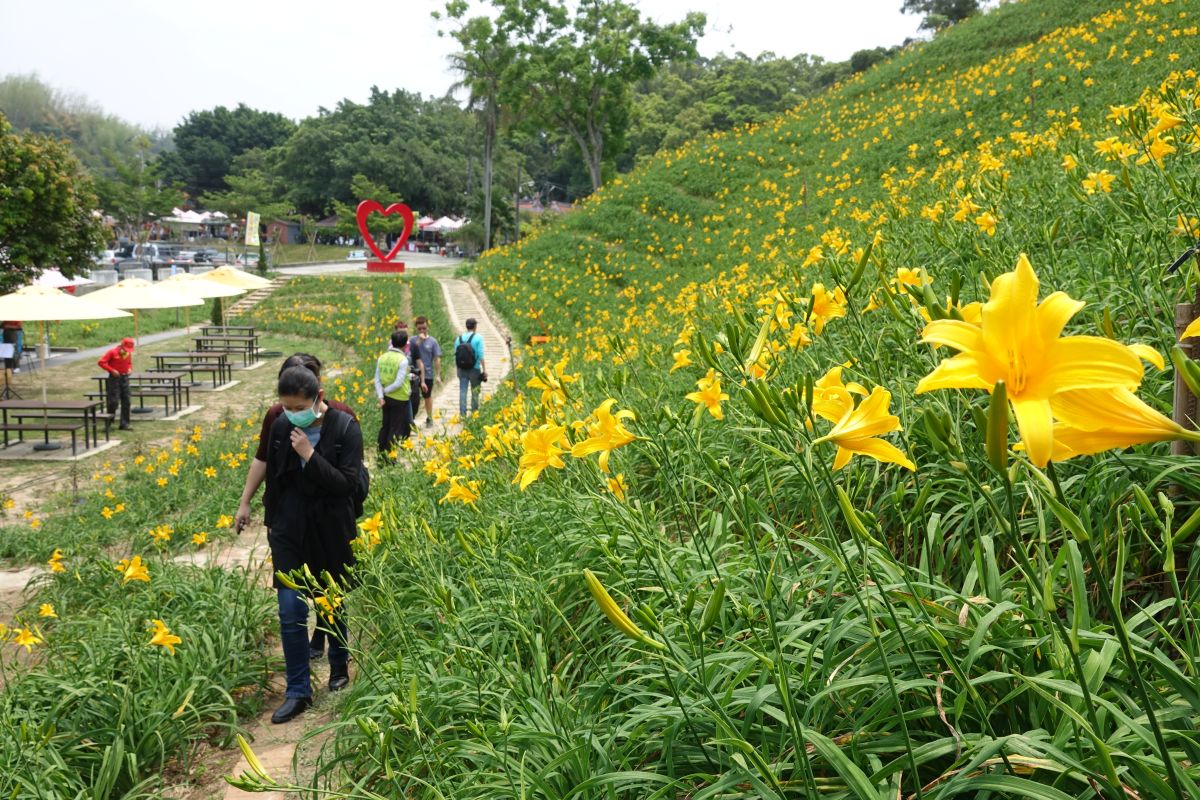 ▲花壇金針花海爆紅，3萬株齊勝放，花壇虎山巖將又是滿山的金黃耀眼，免遠赴花東，就能徜徉金針花海。（圖／記者陳雅芳攝，2020.04.18）