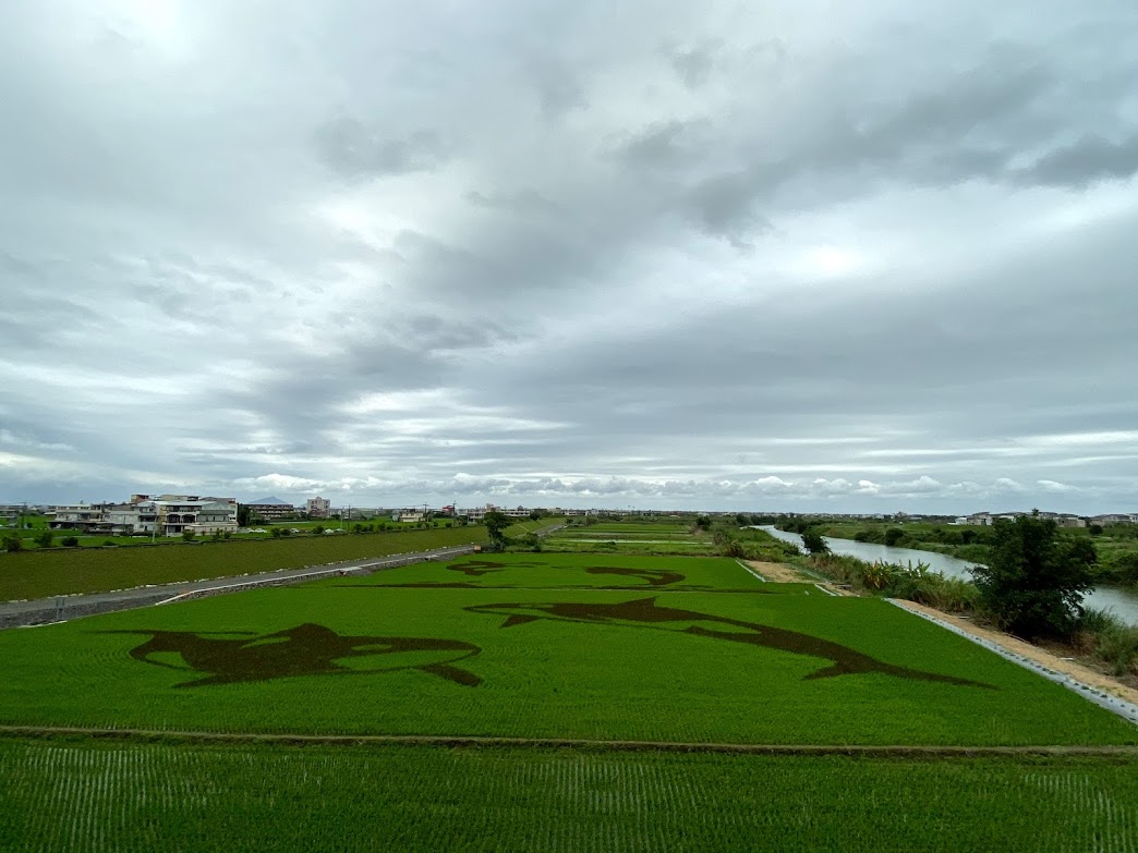 ▲壯圍鄉公所連續四年在中央橋下稻田以不同顏色秧苗進行彩繪，今年以虎鯨為圖案。（圖／記者李清貴攝,資料照)