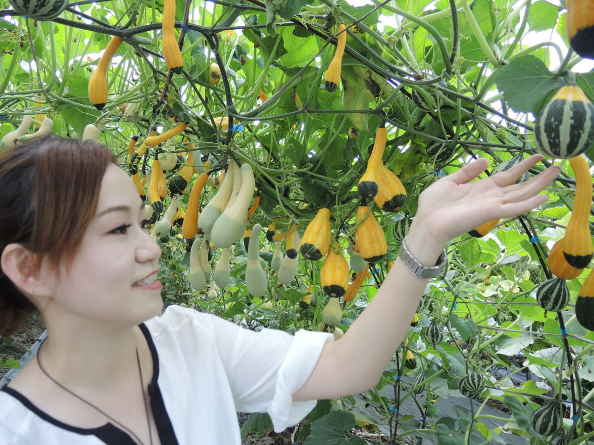 ▲人稱「瓜仔王」的農民黃重順，不利用種類多的玩具南瓜打造一條南瓜隧道，成為網美拍照聖地。（圖／記者陳雅芳攝，2020.04.20）