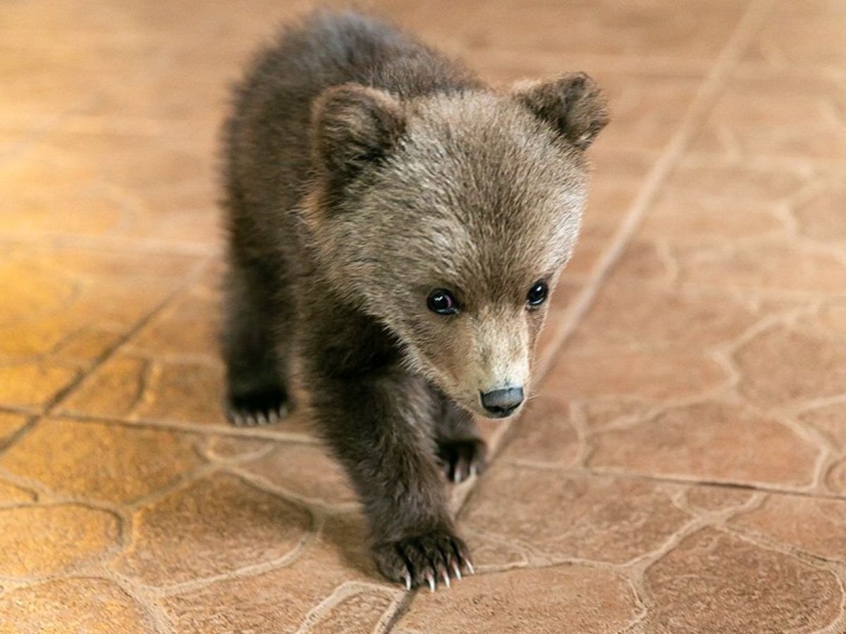 農夫發現「熊寶貝」闖家園覓食　擔心牠獨自流浪只好收編！