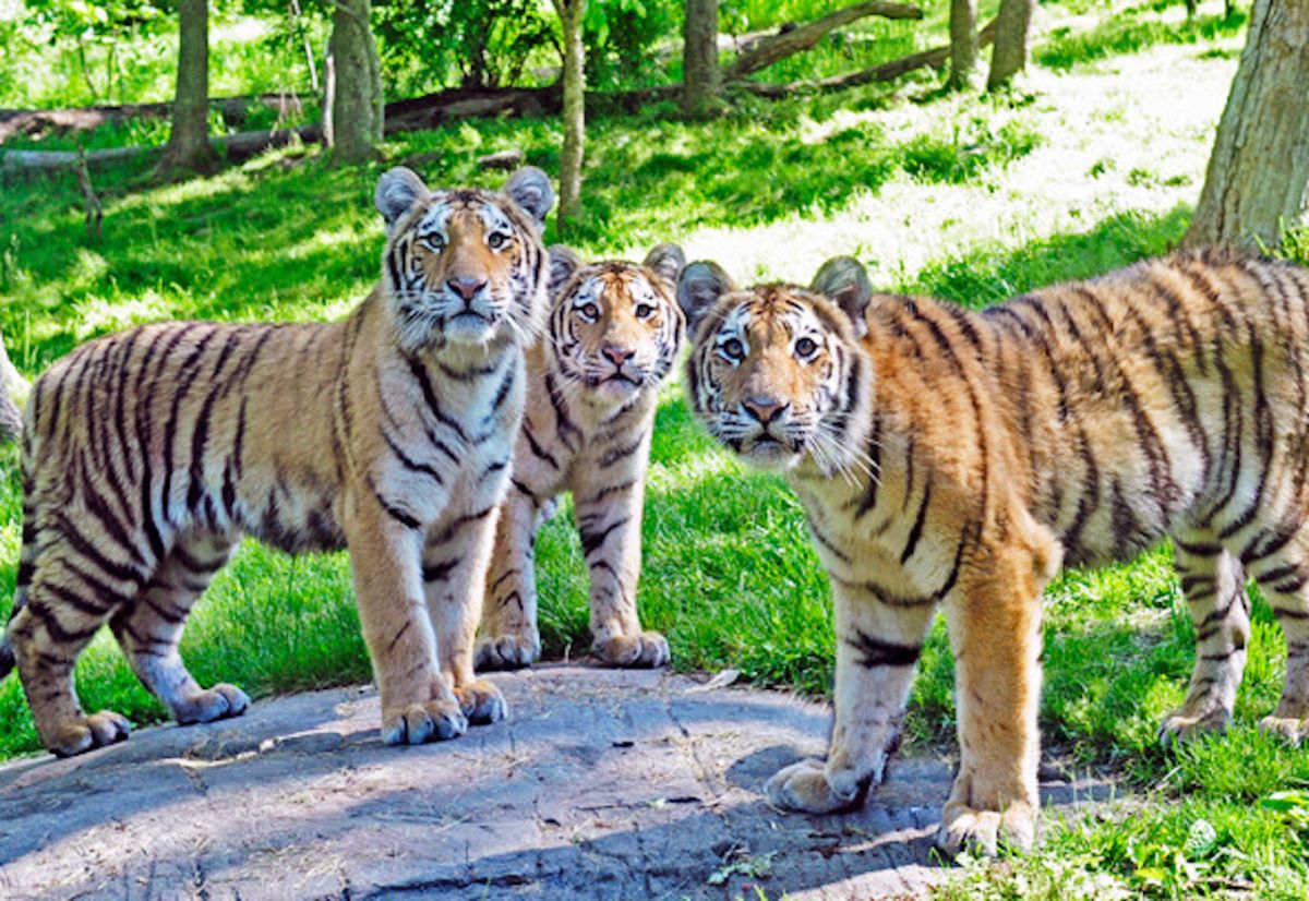 ▲動物園內的老虎。（圖／翻攝自 CBN New York ）