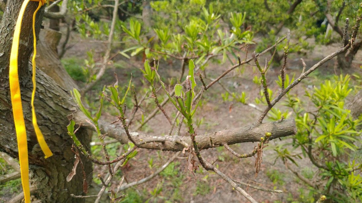 ▲橙帶藍尺蛾大量侵入，二米高的羅漢松七天內就遭幼蟲啃光光，彰化縣議員黃盛祿邀農業處人員到場會勘，進一步請教專家對抗蟲害。（圖／記者陳雅芳攝，2020.04.23）