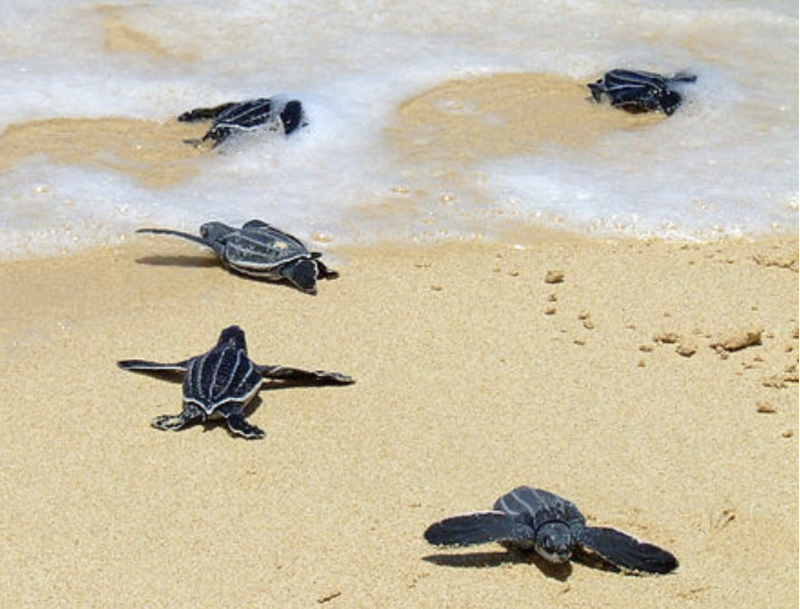泰國海灘自去年11月底就開始出現棱皮龜築巢，共計11個巢穴，數量創下20年來新高。（圖／翻攝自維基百科）