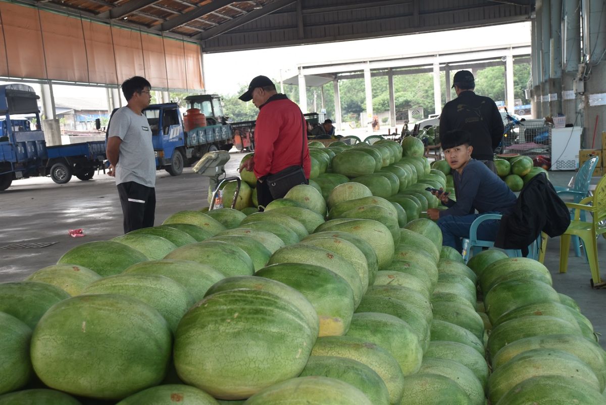 ▲西瓜進入產季，因受疫情影響，供過於求，價格創50年來新低。（圖／NOWnews資料照）