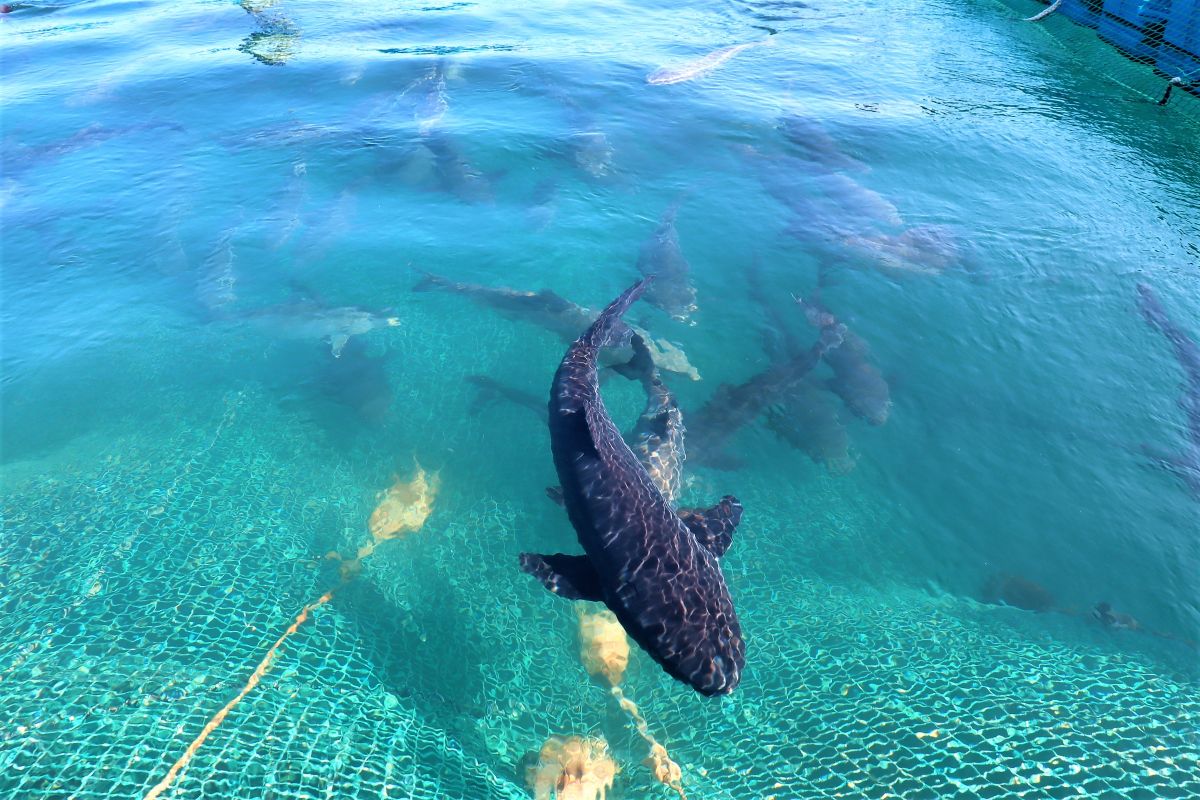 ▲澎湖海域純淨無污染、水質極佳，是孕育水產品的絕佳環境，因此農漁局特別推出「澎湖優鮮•宅鱻魚」的宅經濟計劃。（圖／記者張塵攝，2020.04.24）