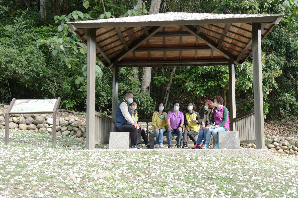 ▲每年油桐花季一到，芬園鄉挑水古道地上立即覆上滿滿的白花瓣，就像是桐花地毯一樣的雪白。（圖／記者陳雅芳攝，2020.04.26）