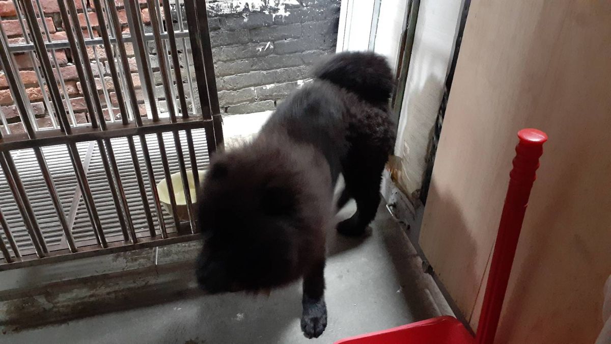 ▲新北市一名廖姓飼主因聽信長輩偏方，誤認為餵食活體動物可幫助家中鬆獅犬止瀉，竟然將倉鼠、活鴿丟入籠舍餵食犬隻。（圖／新北市動保處提供）