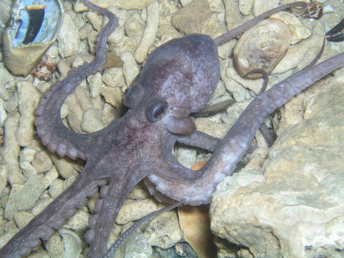 ▲澎湖特有種章魚復育、禁捕期保育工作，賴峰偉要求禁止人為濫捕、棲地破壞。（圖／澎湖縣政府提供）