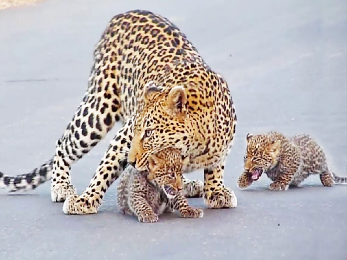 男子席那斯在克魯格國家公園目睹花豹媽媽教小孩過馬路（圖／翻攝自Youtube@Kruger Sightings）